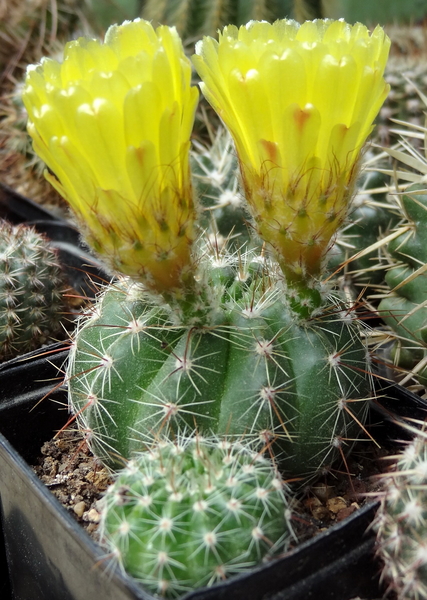 DSC04600Notocactus glaucinus HU779