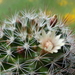 DSC04612Mammillaria marcosii