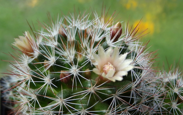 DSC04612Mammillaria marcosii