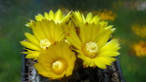 DSC04741Parodia setifera varieta ME97