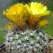 DSC04742Parodia setifera varieta ME97