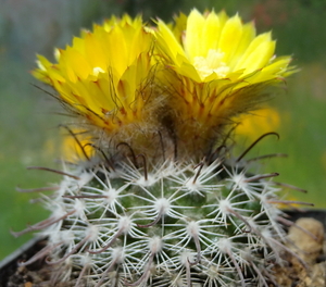 DSC04742Parodia setifera varieta ME97