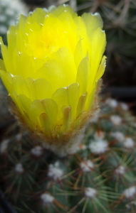 DSC04745Notocactus ottonis