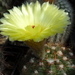 DSC04758Notocactus ottonis