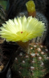 DSC04758Notocactus ottonis