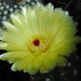 DSC04786Notocactus ottonis