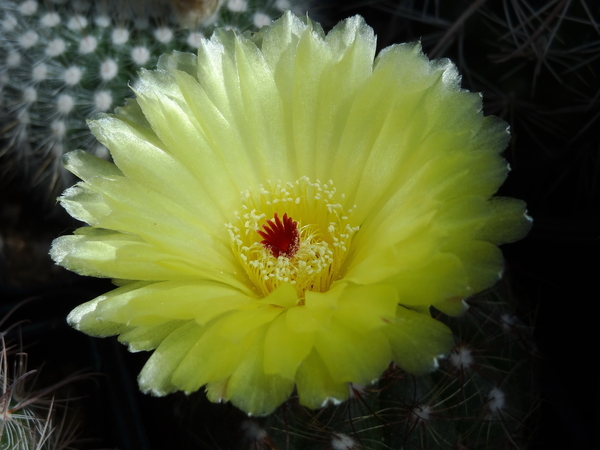 DSC04786Notocactus ottonis