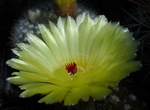 DSC04795Notocactus ottonis