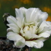 DSC04804Gymnocalycium leptanthum