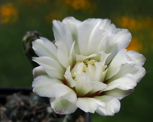 DSC04804Gymnocalycium leptanthum