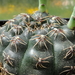 DSC04805Gymnocalycium leptanthum