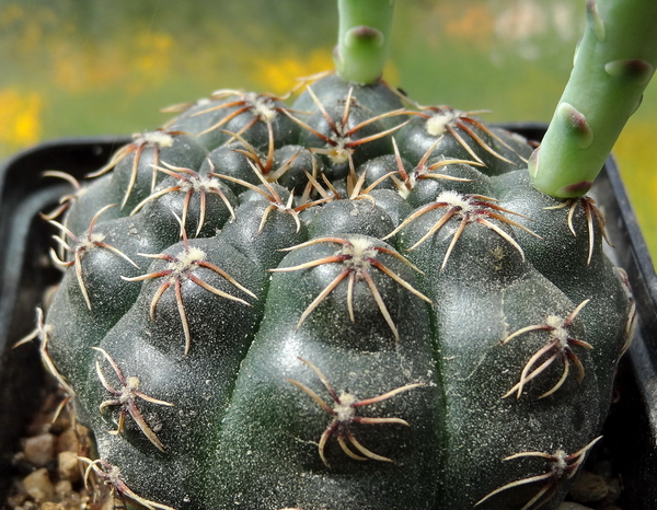 DSC04805Gymnocalycium leptanthum