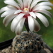 DSC04811Gymnocalycium papschii