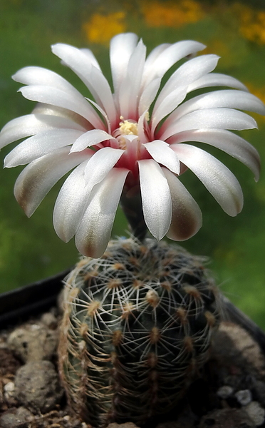 DSC04811Gymnocalycium papschii