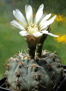 DSC04815Gymnocalycium asterium G 2345