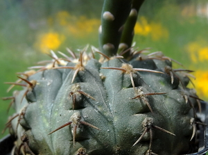 DSC04817Gymnocalycium asterium G 2345