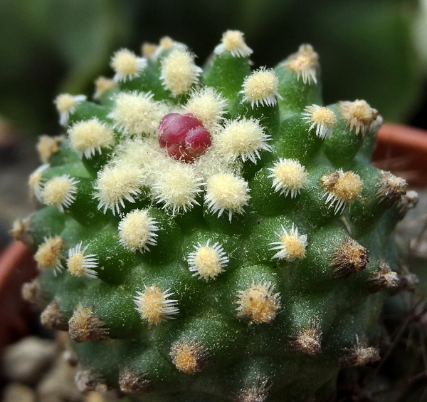 DSC04819Pediocactus knowltoni SB 304