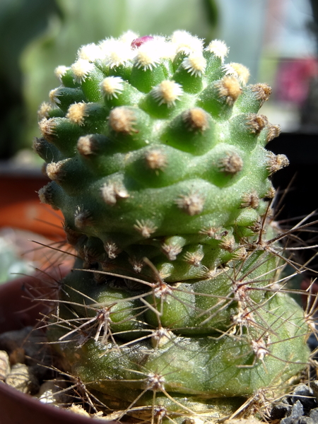 DSC04835Pediocactus knowltoni SB 304