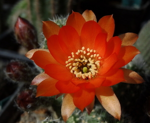 DSC04913Chamaecereus cv. Lincoln Harmony