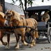 De Bevrijding 1918-2018