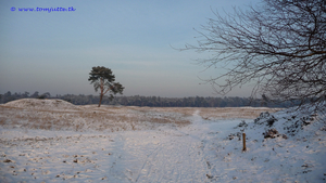 winter-snow-sky-Freezing-tree-morning-frost-ecoregion-ice-tundra-