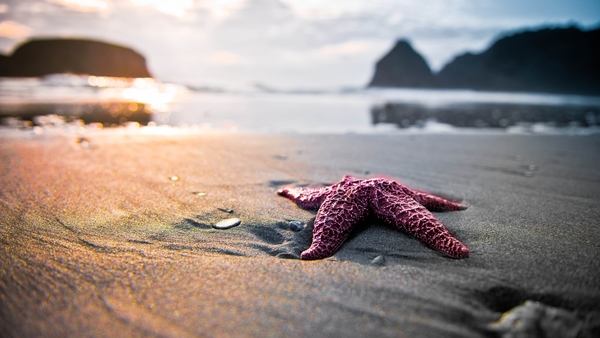Starfish-on-the-beach_2560x1440
