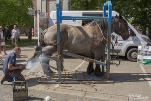 fvd120818