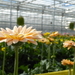 6. Emsbüren, Emsflower, gerbera's voor snijbloemen