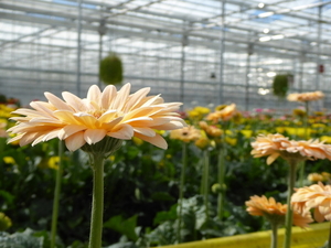 6. Emsbüren, Emsflower, gerbera's voor snijbloemen