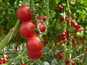 10. Emsbüren, Emsflower, tomaten