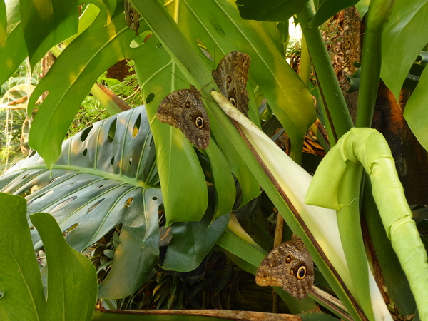 18. Emsbüren, Emsflower, de vlindertuin