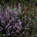 prille heide