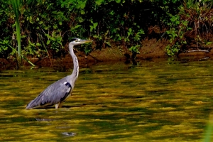 reiger in bezinkbekken