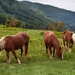 horse-horses-2728831_960_720