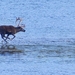 reindeer-1904437_960_720