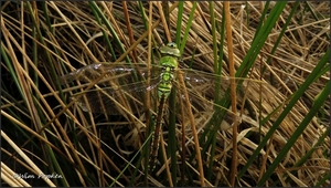 IMG_0810a Grote keizerlibel - Anax imperator