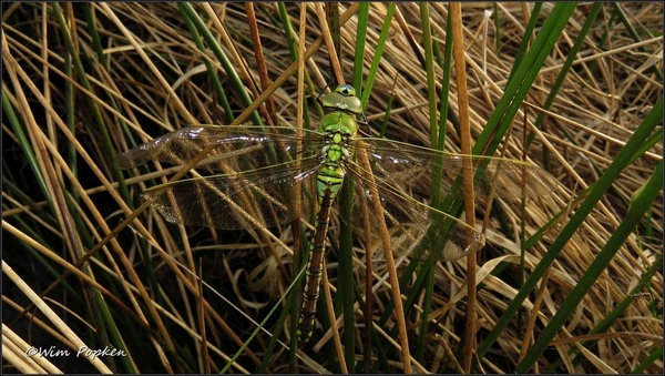 IMG_0810a Grote keizerlibel - Anax imperator