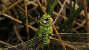 IMG_0816 Grote keizerlibel - Anax imperator