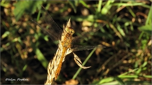 IMG_6708 Bruinrode heidelibel - Sympetrum striolatum