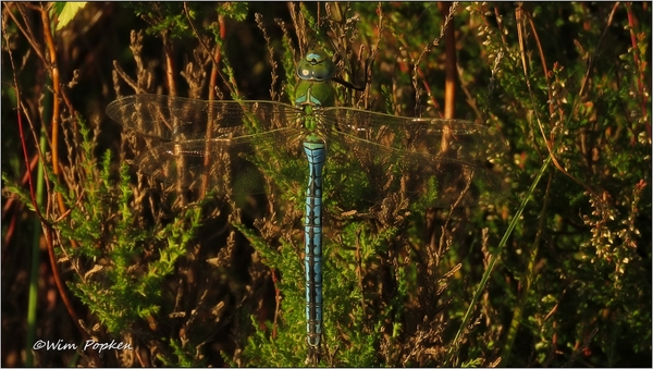 IMG_9935 keizerlibel