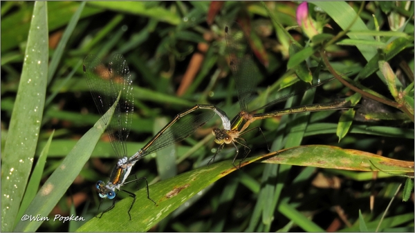 IMG_9275 pantserjuffers