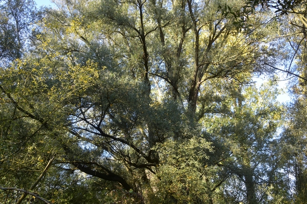 DSC_4300