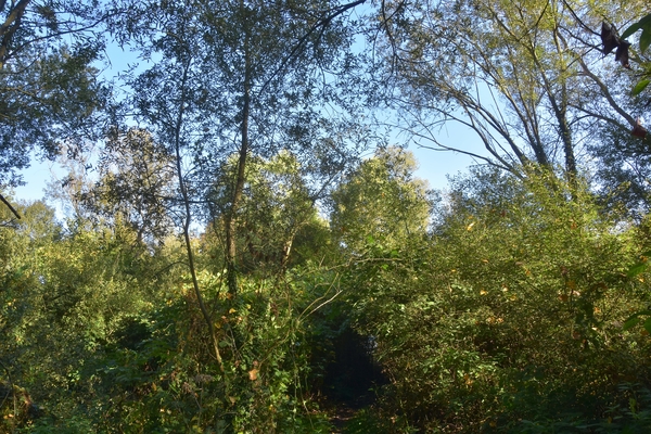 DSC_4301