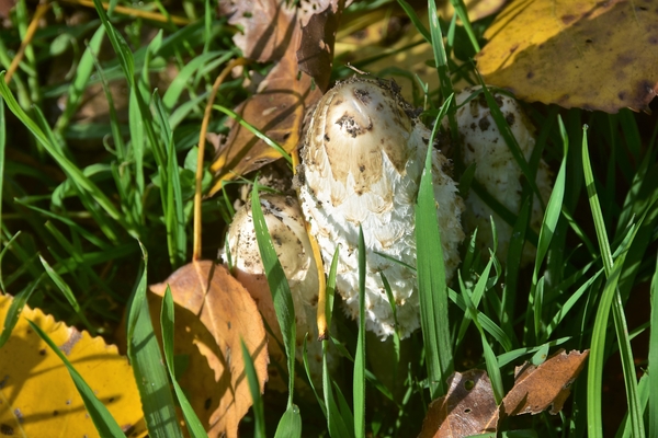 DSC_4415