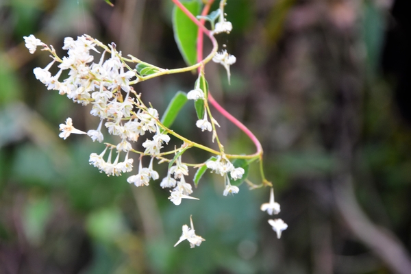 HERFST RUNIE IN DE BARONIE.....