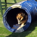 agility (32)