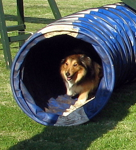 agility (32)