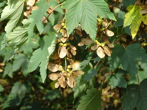 DSC00917