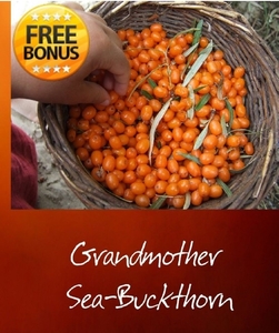 grandmother sea-buckthorn