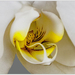 20130224_IGP0737_Witte orchideeën 2-72